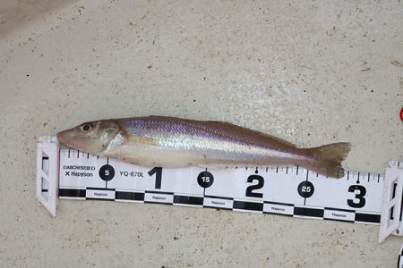 松本釣船２ 釣果