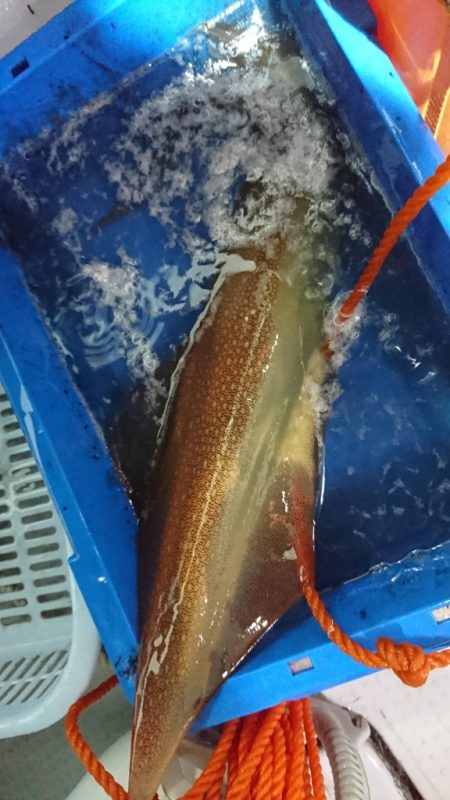 海龍丸（福岡） 釣果