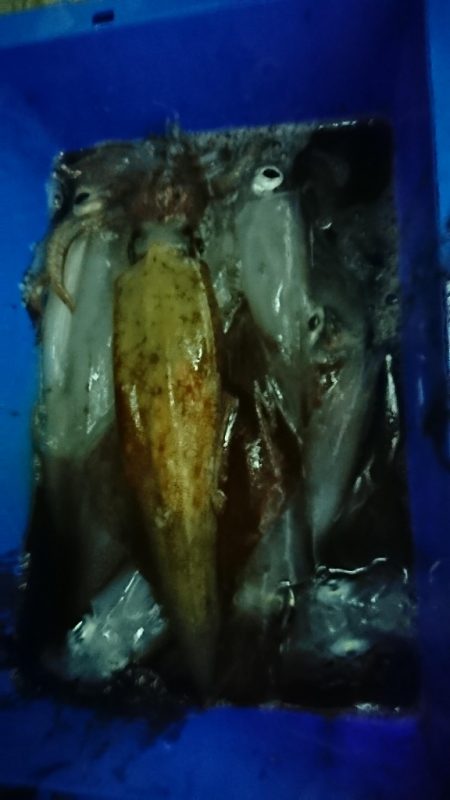 海龍丸（福岡） 釣果