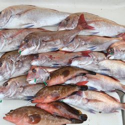 松本釣船２ 釣果