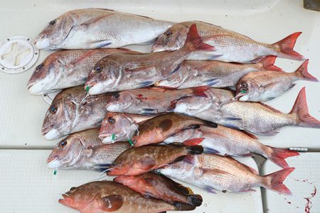 松本釣船２ 釣果