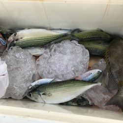 本部釣りイカダ 釣果