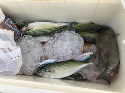 本部釣りイカダ 釣果