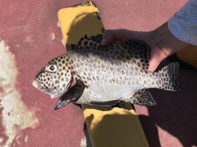本部釣りイカダ 釣果