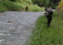 大井川(大井川(非)漁業協同組合) 釣果