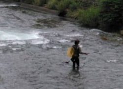 大井川(大井川(非)漁業協同組合) 釣果