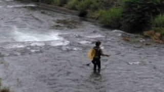 大井川(大井川(非)漁業協同組合) 釣果