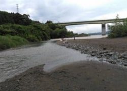 大井川(大井川(非)漁業協同組合) 釣果