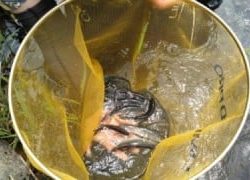 大井川(大井川(非)漁業協同組合) 釣果