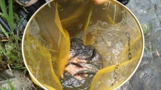 大井川(大井川(非)漁業協同組合) 釣果