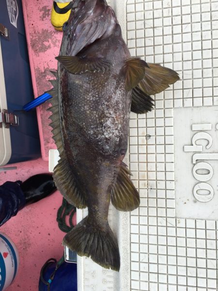 第八平成丸 釣果