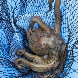 十八宝洋丸 釣果