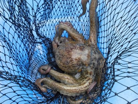 十八宝洋丸 釣果