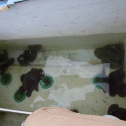 十八宝洋丸 釣果