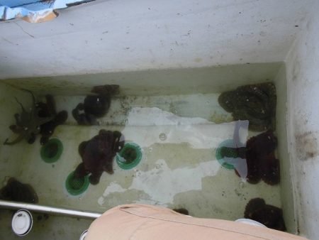 十八宝洋丸 釣果