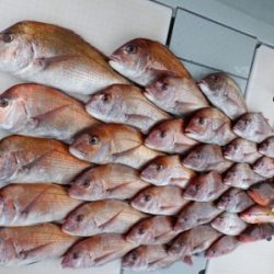 遊漁船 幸友丸 釣果