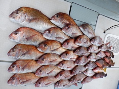 遊漁船 幸友丸 釣果