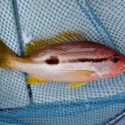 遊漁船 幸友丸 釣果