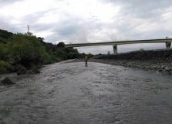 大井川(大井川(非)漁業協同組合) 釣果