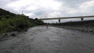 大井川(大井川(非)漁業協同組合) 釣果