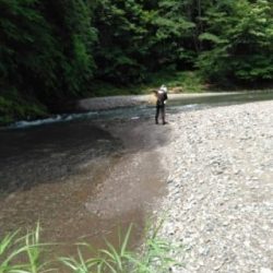 大井川(大井川(非)漁業協同組合) 釣果