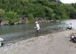 大井川(大井川(非)漁業協同組合) 釣果