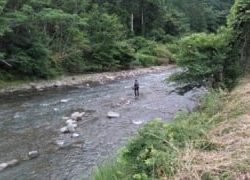 大井川(大井川(非)漁業協同組合) 釣果