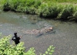 大井川(大井川(非)漁業協同組合) 釣果