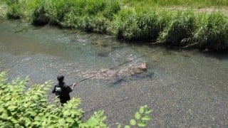 大井川(大井川(非)漁業協同組合) 釣果