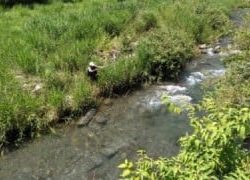 大井川(大井川(非)漁業協同組合) 釣果