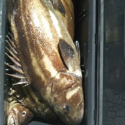 モンロー号 釣果