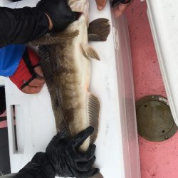 第八平成丸 釣果