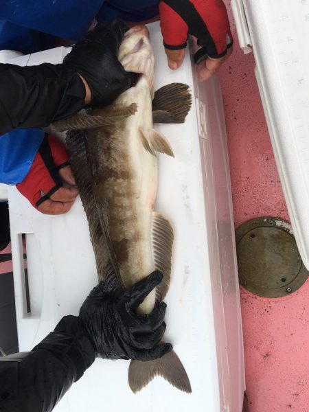 第八平成丸 釣果