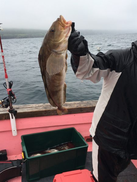 第八平成丸 釣果