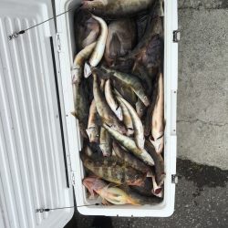 第八平成丸 釣果