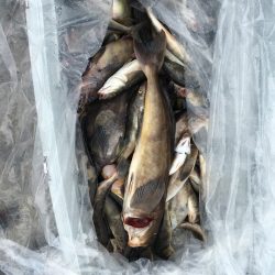 第八平成丸 釣果