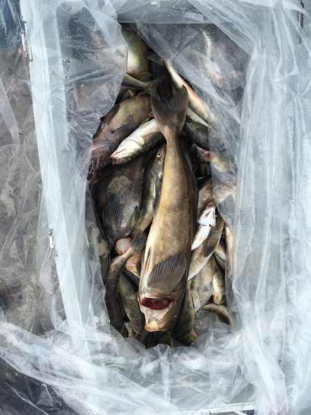 第八平成丸 釣果