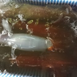 海龍丸(福岡) 釣果