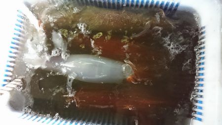 海龍丸(福岡) 釣果