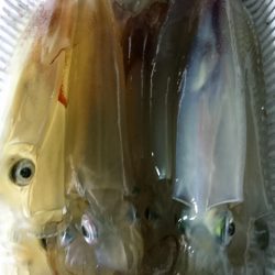 海龍丸(福岡) 釣果