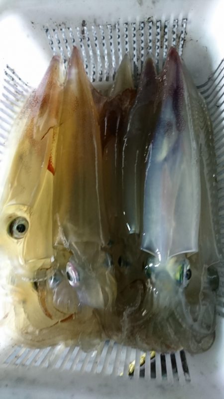 海龍丸(福岡) 釣果