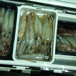 海龍丸(福岡) 釣果