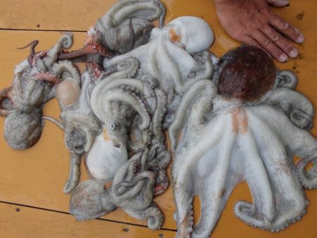 十八宝洋丸 釣果