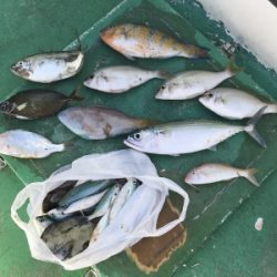 本部釣りイカダ 釣果