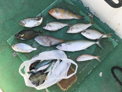 本部釣りイカダ 釣果