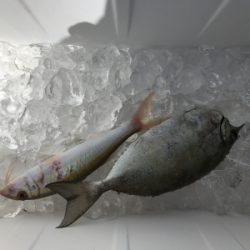 本部釣りイカダ 釣果