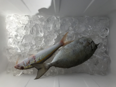 本部釣りイカダ 釣果