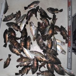 ルアー船マヒマヒ 釣果