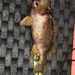 第八平成丸 釣果