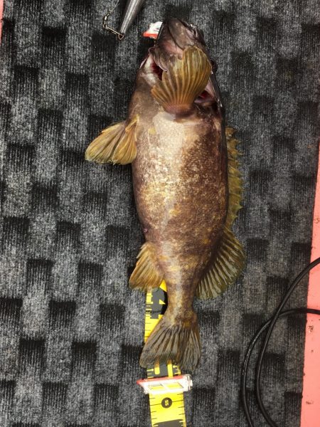 第八平成丸 釣果